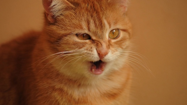 reverse sneezing cat
