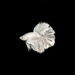 do betta fish see in the dark