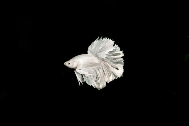 do betta fish see in the dark