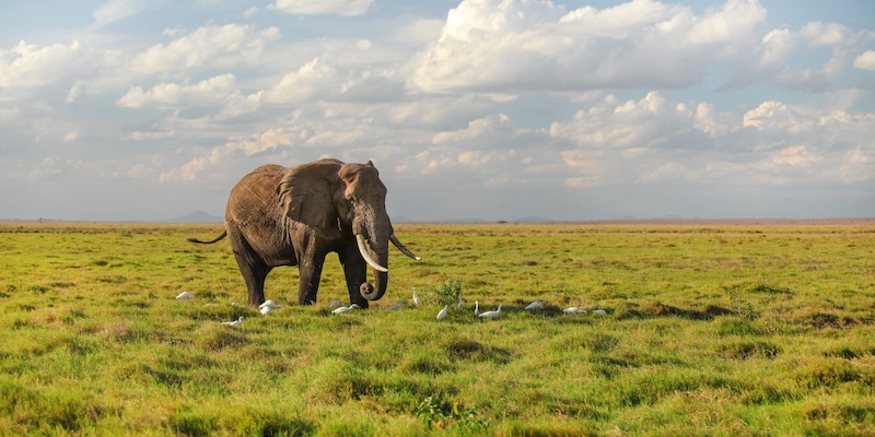 african elephant