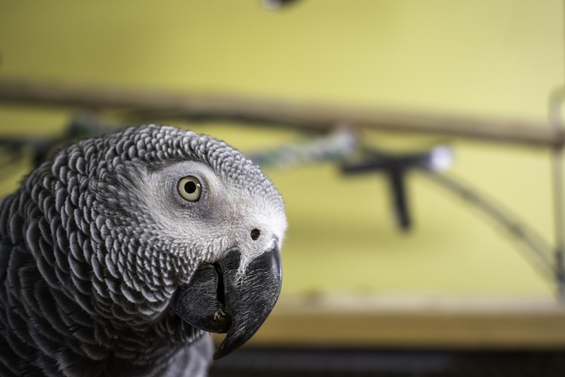 african grey parrot