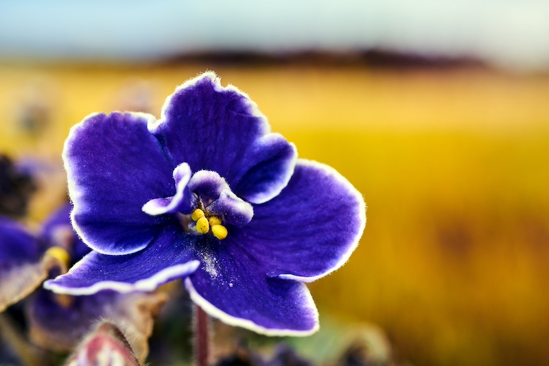 african violet
