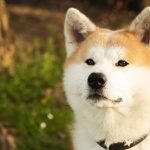 akita dog