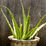 aloe vera plant