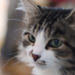 angry cat after bad smell