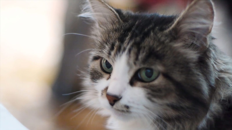 angry cat after bad smell