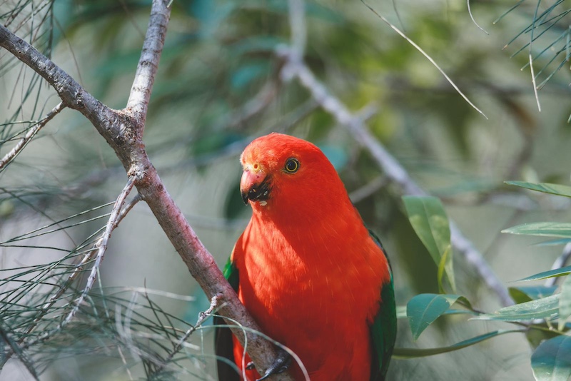 australian king parrot