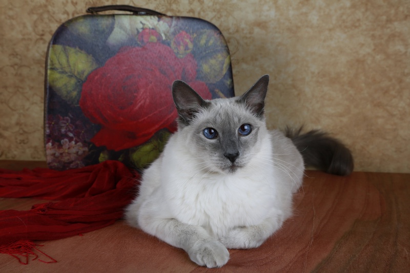 Balinese cat