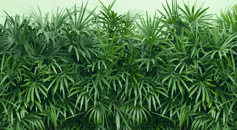 bamboo palm