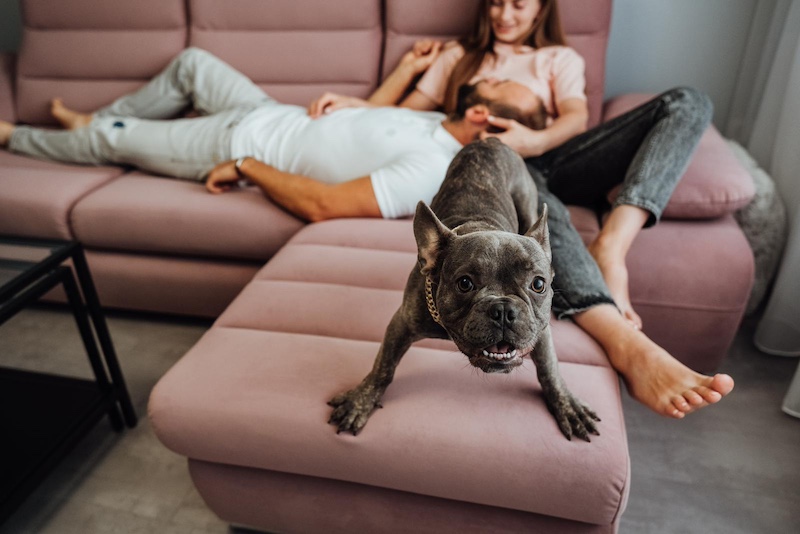 French Bulldog with Golden Chain Barking Into Camera While Cheerful Owners Woman and Man Relaxing on the Background on Pink Sofa at Home