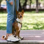 basenji