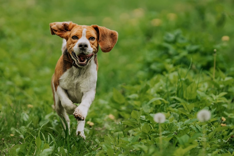 dog running in field