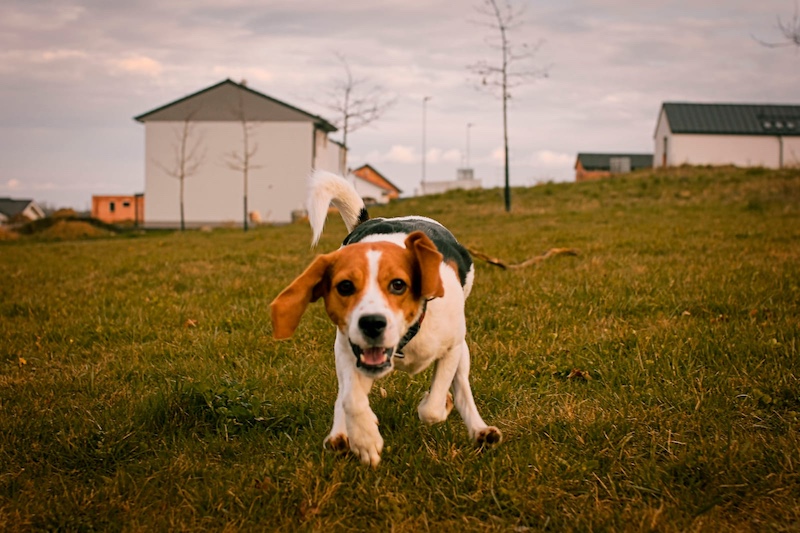 beagle running down hill