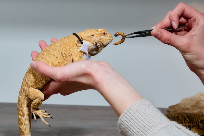 bearded dragon