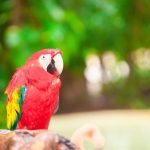 beautiful red parrot