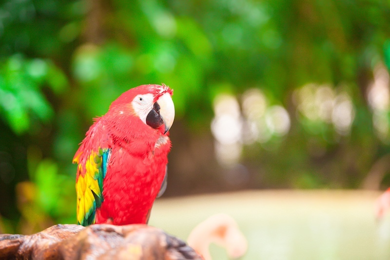 beautiful red parrot