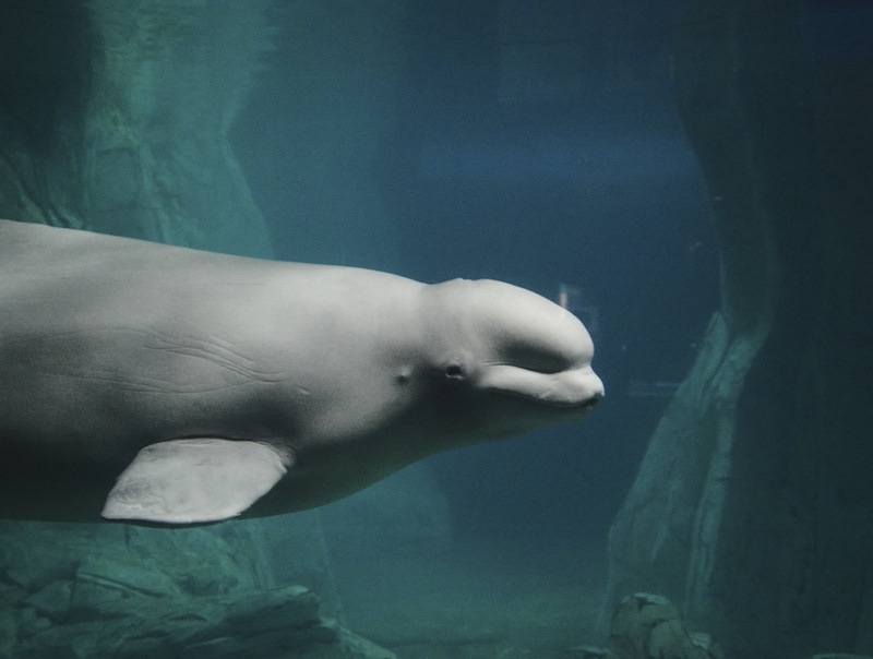 beluga whale
