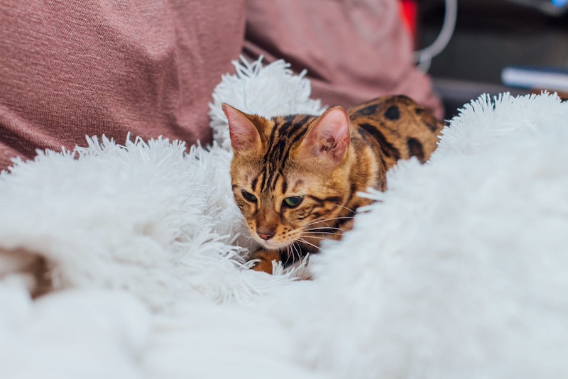 bengal cat
