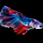 betta fish