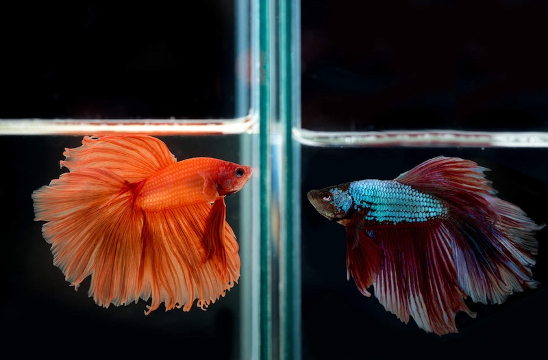 betta fish in tank