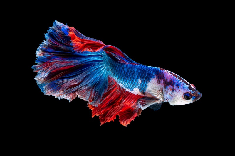 betta fish