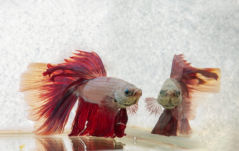 betta reflection