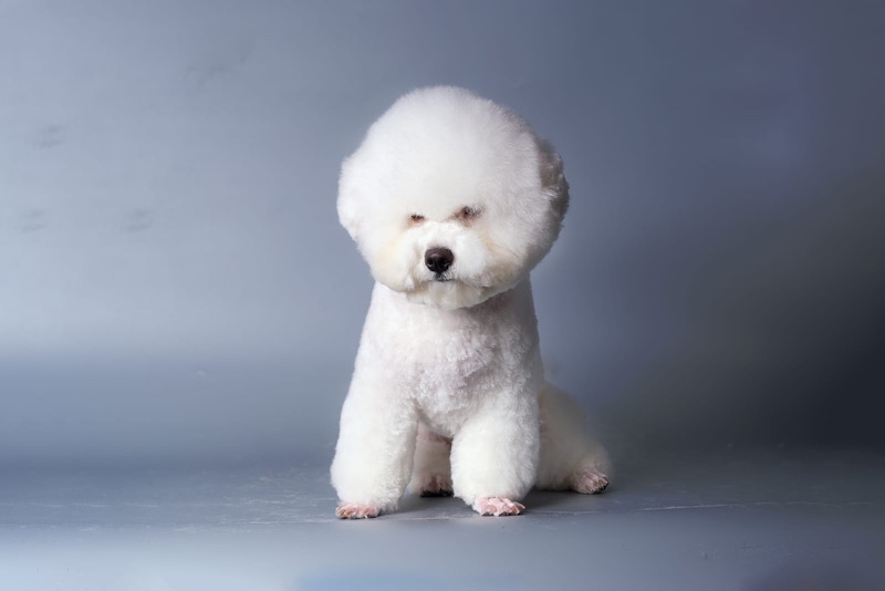 bichon