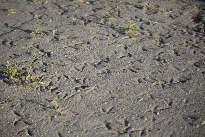 bird tracks
