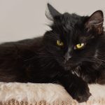 black cat