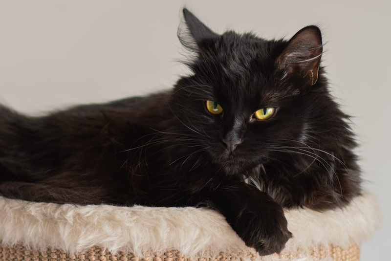 black cat