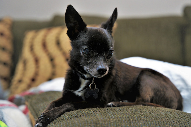 black-chihuahua