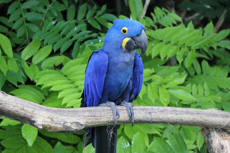 blue parrot
