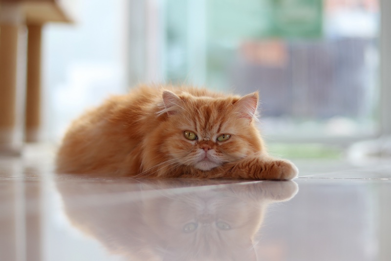 bored cat