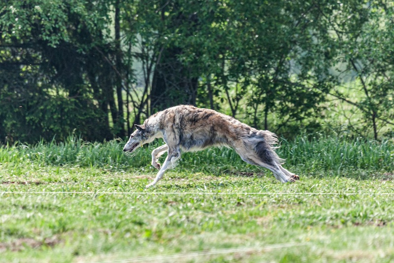 borzoi