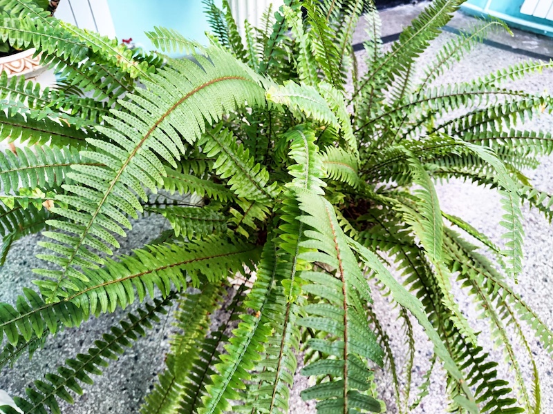boston fern