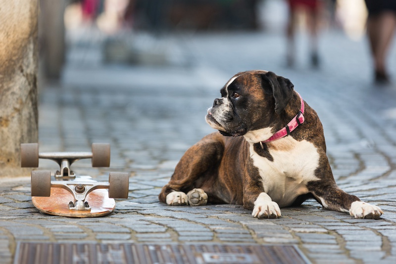boxer dog laying on sidewalk