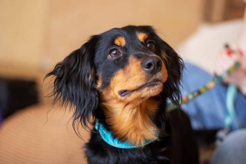 brown and black dog
