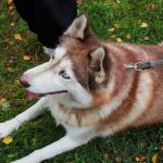 brown husky