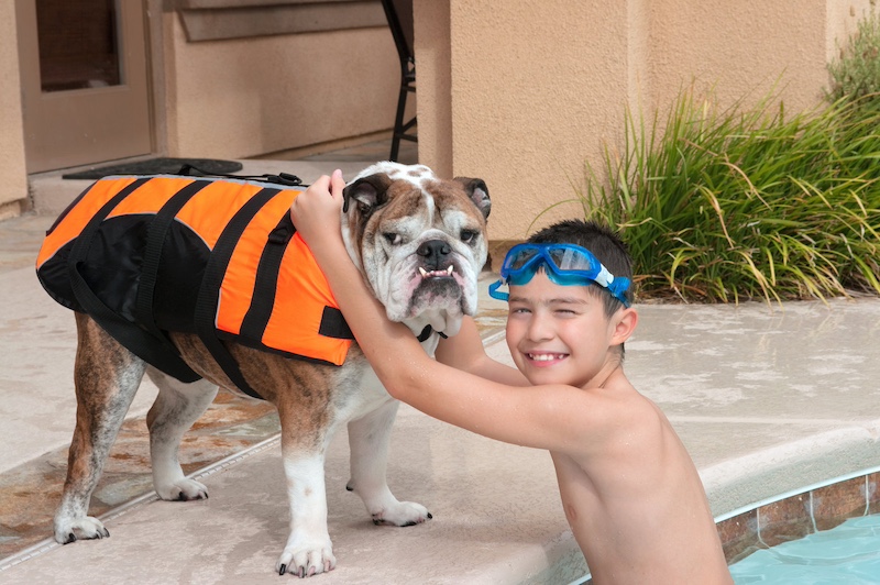 bulldog wearing life jacket