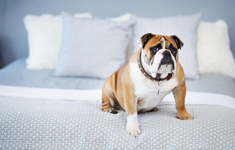 bulldog