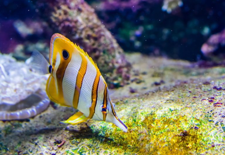 10 Fish Species with the Most Unique Patterns