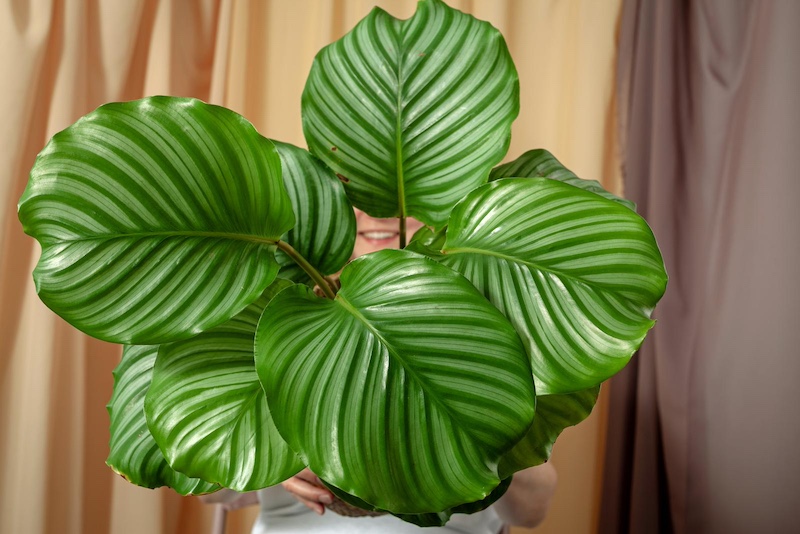 calathea