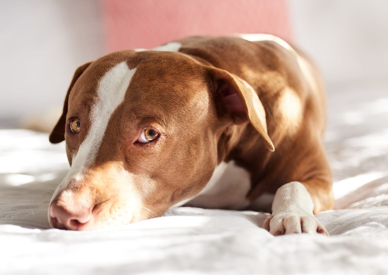 calm dog