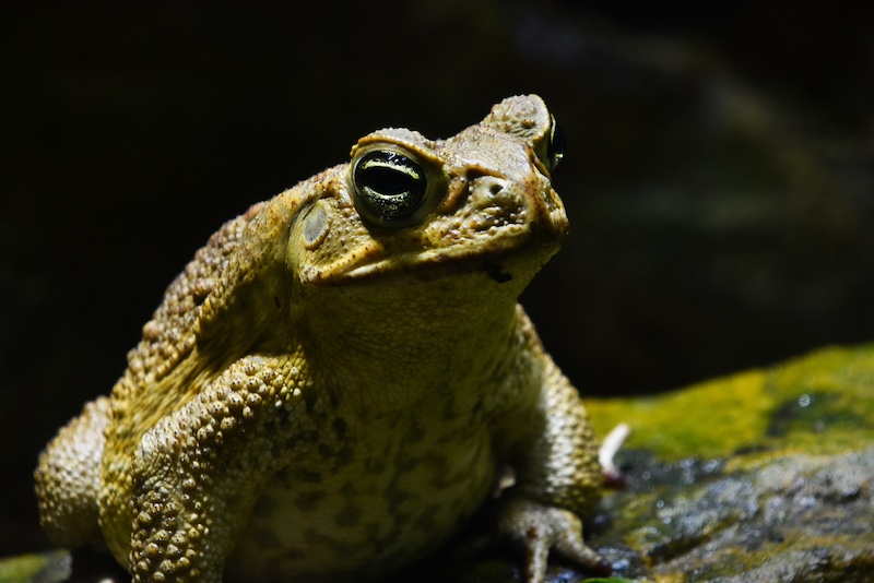 cane toad