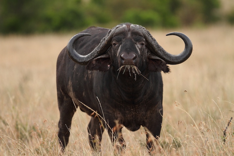 cape buffalo