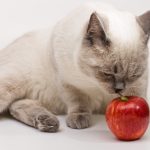 cat with apple