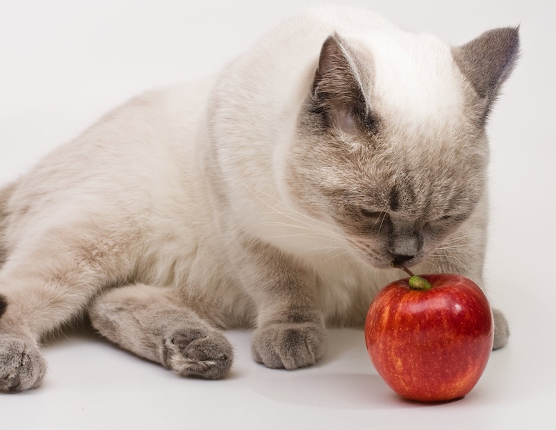 cat with apple