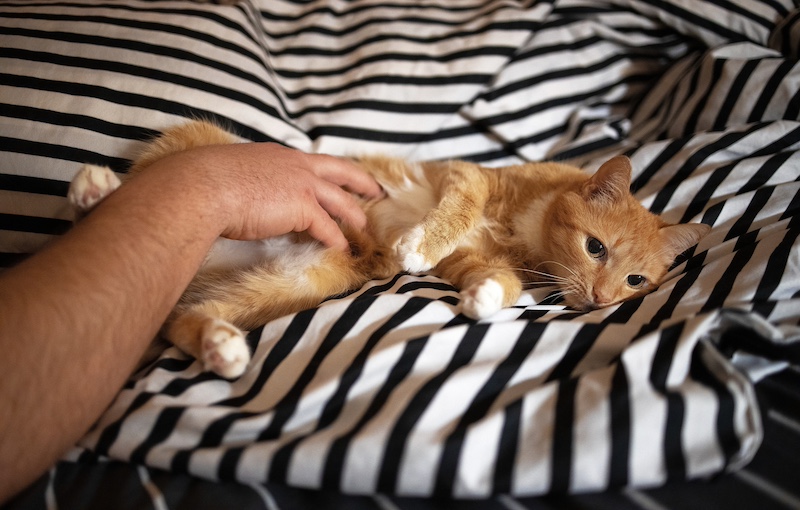 cat belly rub