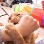 cat biting
