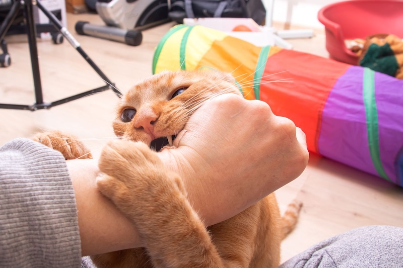 cat biting